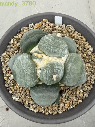 Rara pianta succulenta