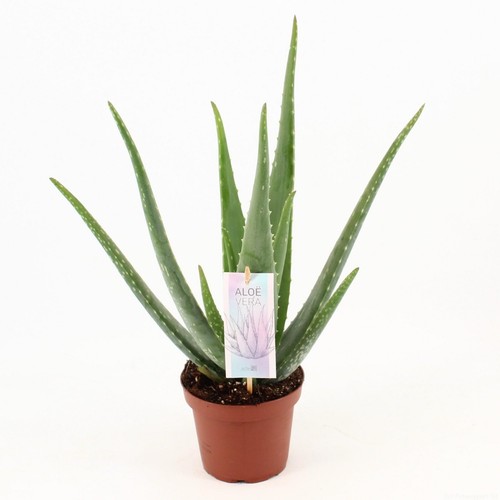 Aloe vera altezza circa - , cm