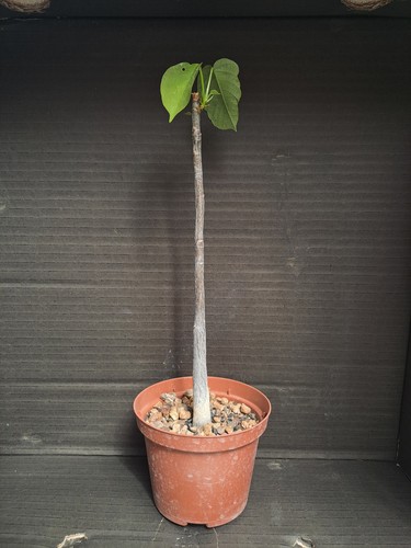 Bombax ellipticum