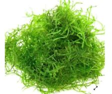 Java Moss 10x10 cm/muschio/piante/acquario/pesci/gamberetti/moss