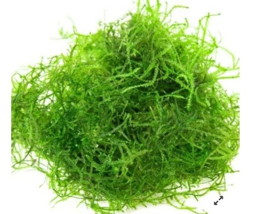 Java moss 10x10 - java,