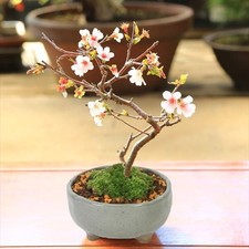 Bonsai yuukei - -, di