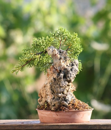 Prebonsai ginepro kishu - prebonsai,