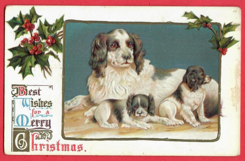 Natale spaniel madre cane - natale, e