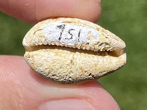 Francia fossile gastropode