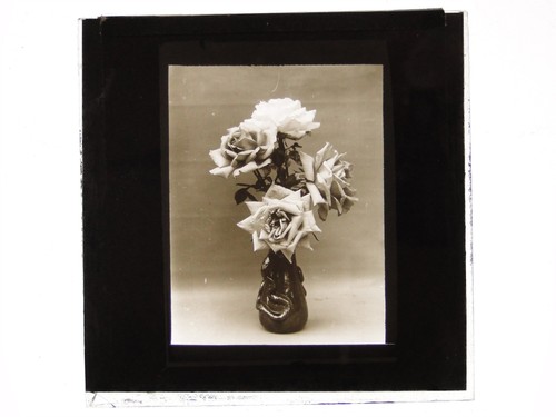 Still life roses flowers - still,