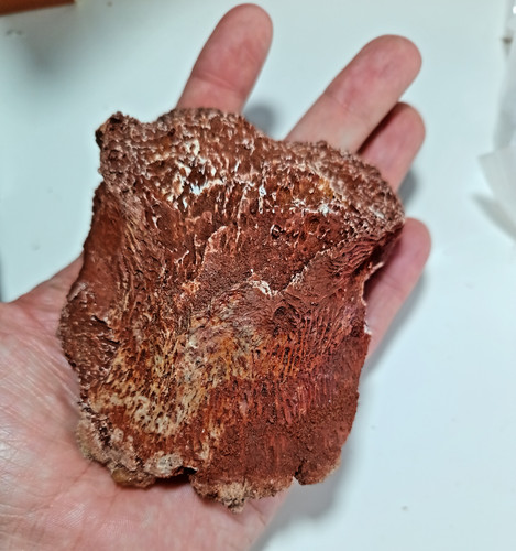 Amazing rare cretaceous - rare,