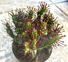 Euphorbia Enopla 'Pinchusion'