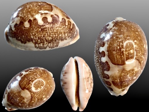 Cypraea mappa palawan - cypraea,