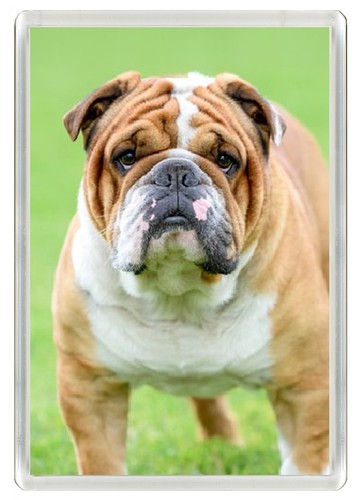 Bulldog dog fridge - fridge, magnet