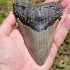 Dente squalo megalodonte - **dente,