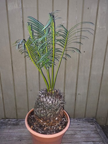 Cycas panzhihuaensis rare - panzhihuaensis,