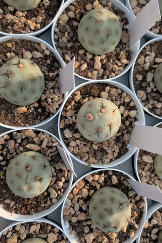 Pianta vera tephrocactus - pianta,