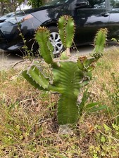 African Milk Tree Euphorbia