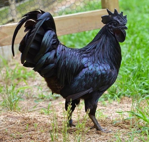 Ayam cemani uova fertili - ayam,