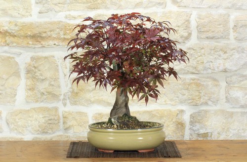 Bonsai acero palmato - di,