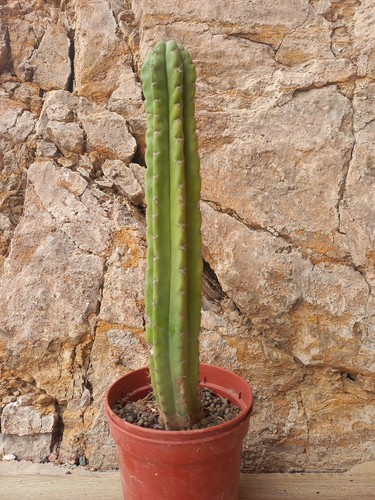 40x8cm rooted trich ocereu - 40x8cm, no