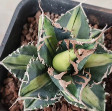 Agave titanota SAD variegata