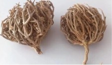Rosa di Gerico Fiore di Maria