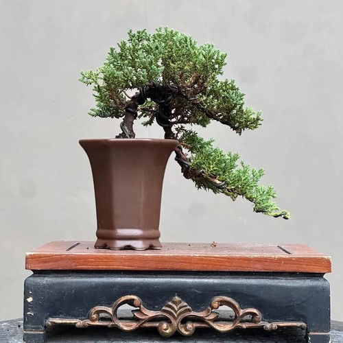Bonsai albero vivo - di,