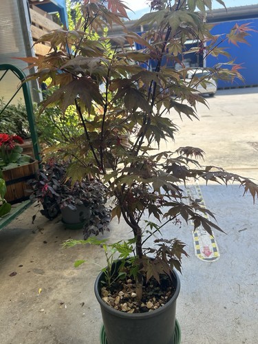 Bonsai acero rosso - acero,