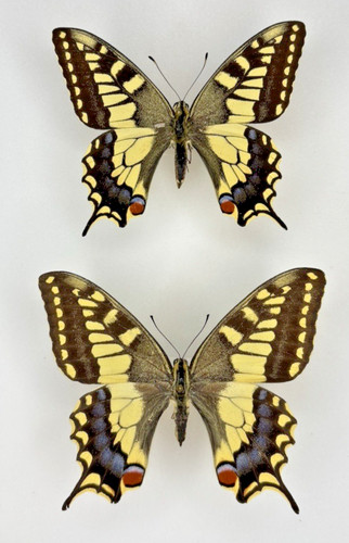 Entomology papilio machaon - -,