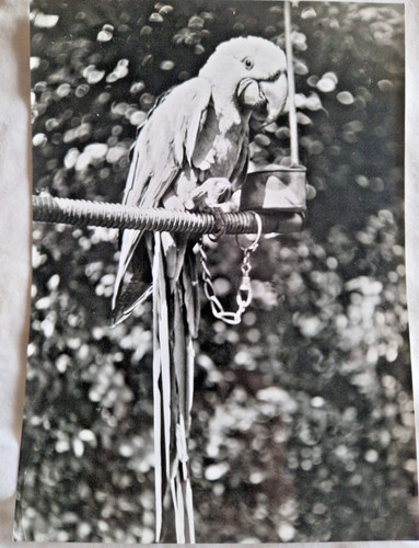Hyacinth macaw paul popper - macaw,