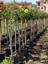 Rosa rifiorente ad alberello