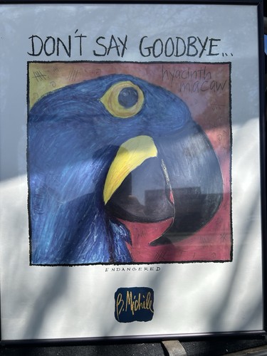 Hyacinth macaw 1994 b - hyacinth,