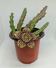 STAPELIA VARIEGATA Orbea