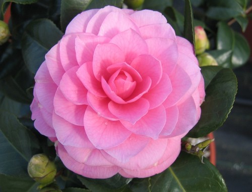 Pianta camelia japonica - pianta,