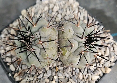 Copiapoa cinerea doppia - cinerea,