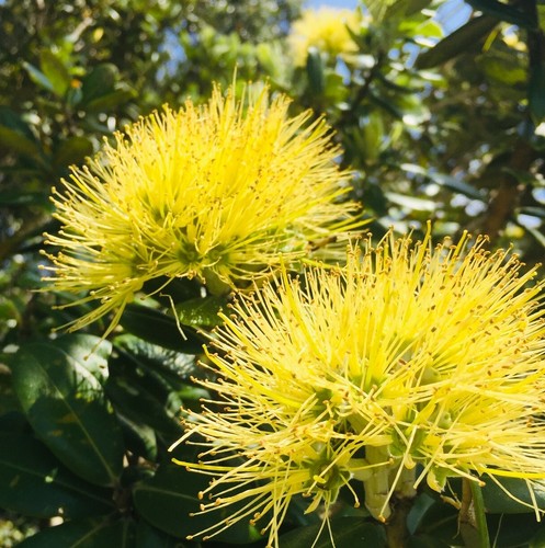 Pohutukawa fiore giallo - pohutukawa,
