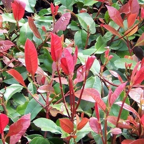 Pianta photinia nana - pianta,