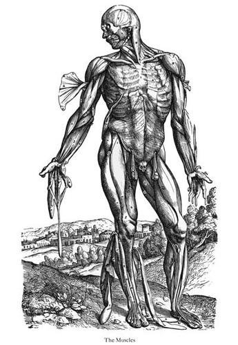 Ml30 poster vesalio anatomia - ml30,