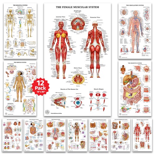 Poster anatomia umana - di,