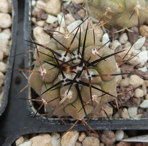 Copiapoa cinerea 2030 mina - copiapoa,