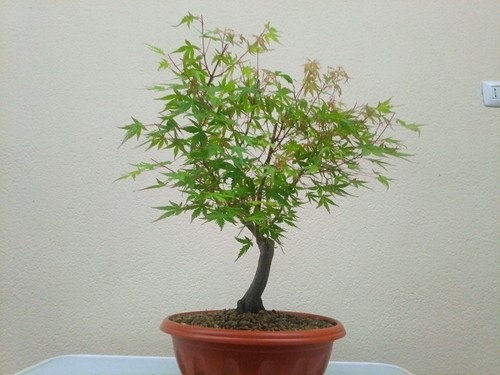 Bonsai acero coral - bonsai, maple