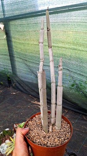 Ceropegia fusca piante - ceropegia,