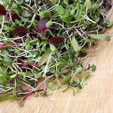 Semi Microgreens - Semi germoglianti - Varietà cimelio - 4.900+ semi