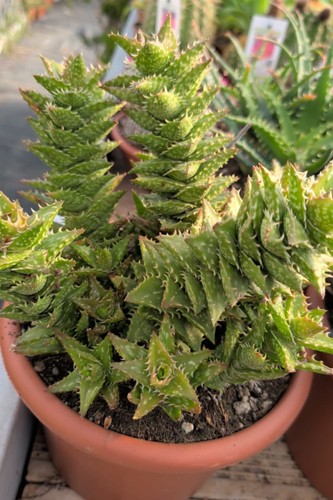 Pianta vera aloe juvenna - vera,