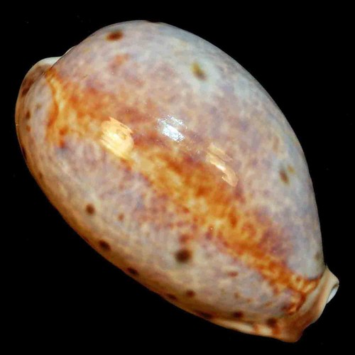 Cypraea lynx vanelli 57 - cypraea,