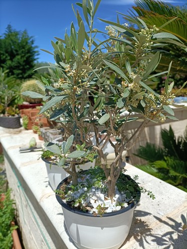 Pianta ulivo bonsai tre - di, a