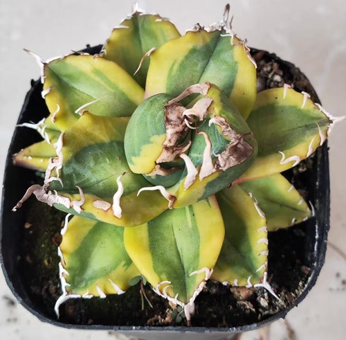 Agave titanota magic ball - titanota, 'magic
