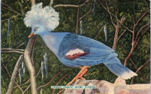Cartolina goura piccione - cartolina,