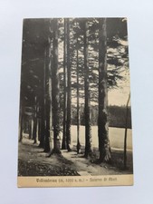 VALLOMBROSA - INTERNO DI ABETI  CARTOLINA  74224 EDIZ. ORESTE LOMBARDI  MAI SPED