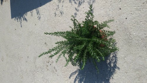Pianta rosmarino prostrato - pianta,