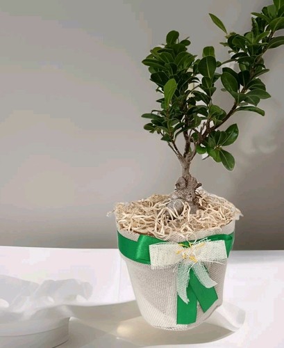 Pianta bonsai ginseng in - ,