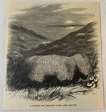 1876 rivista incisione - , ~