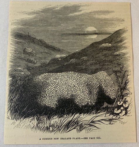 1876 rivista incisione - , ~